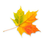 1275956_leaf[1]